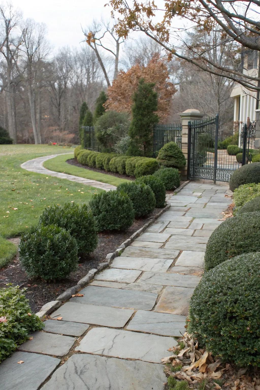 Wintergreen Boxwood creates classic, low-maintenance borders.
