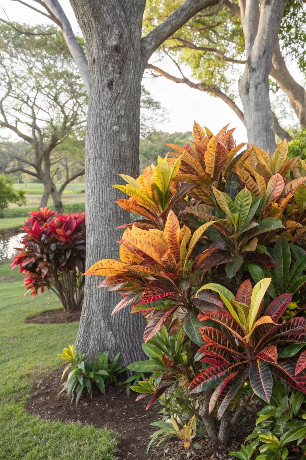Mammy Crotons accentuating a tree with their bold colors.