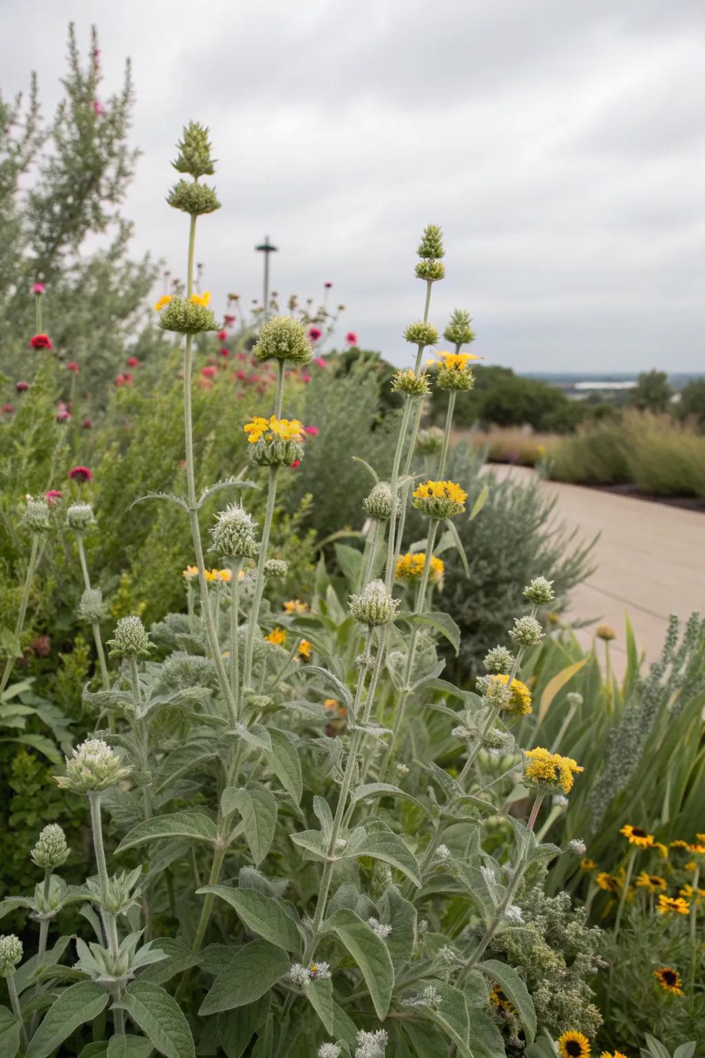 Unusual plants add a unique twist to the garden.