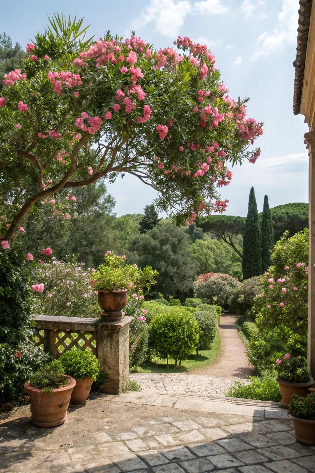 Make a statement with oleander focal points.