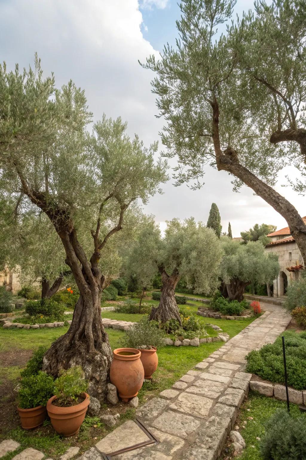 A culturally themed garden featuring olive trees as focal points.
