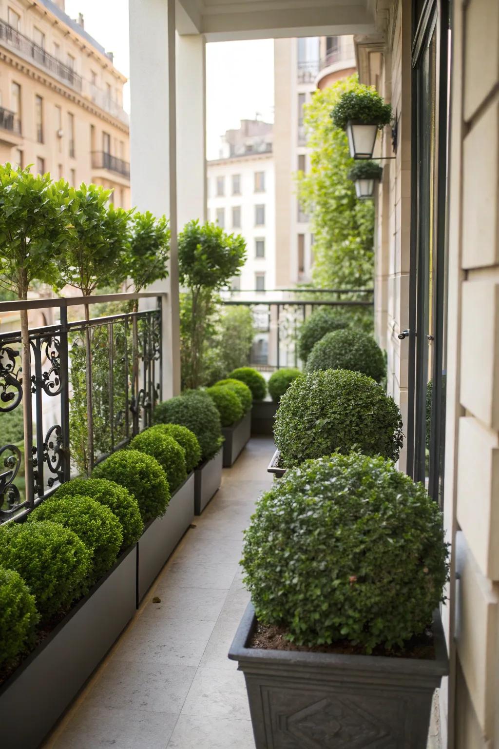 Boxwoods bring life to compact balcony spaces.