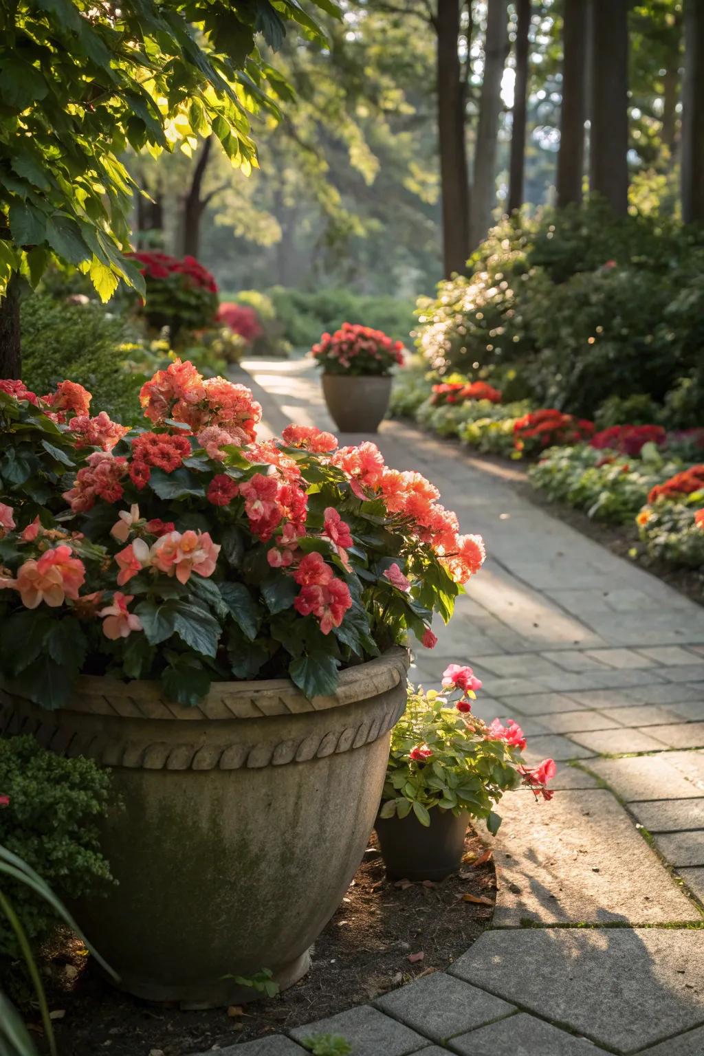 Vivid begonias blooming brightly in a large pot, adding color to the shade.