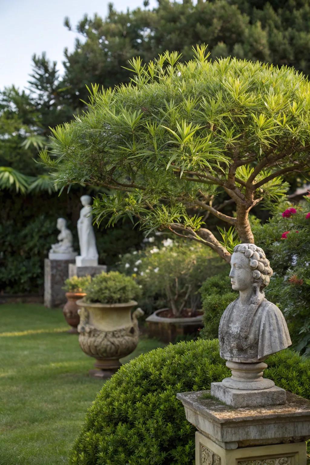 Podocarpus providing a lush backdrop for garden focal points.