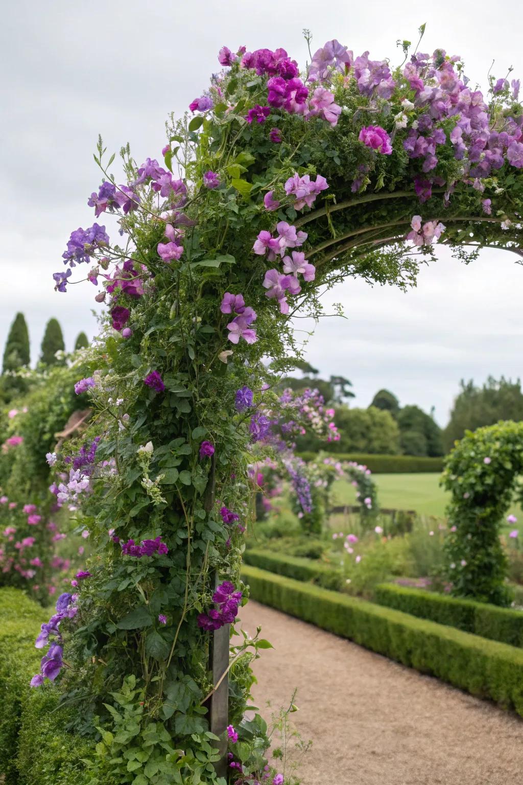 Sweet peas creating a fragrant and colorful garden arch.