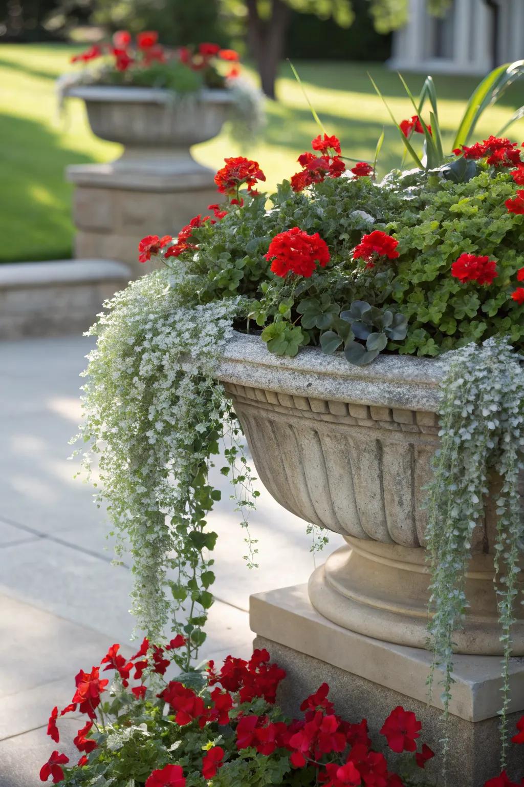 Silvery Silver Falls provides a dramatic cascading effect with red geraniums.