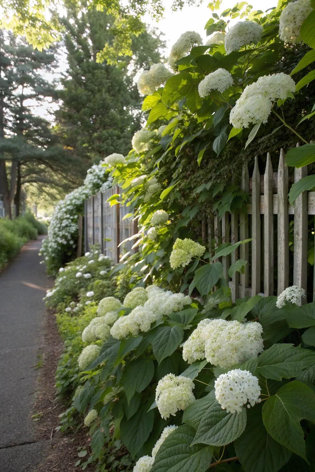 Shade-loving vines add vertical interest to a garden.