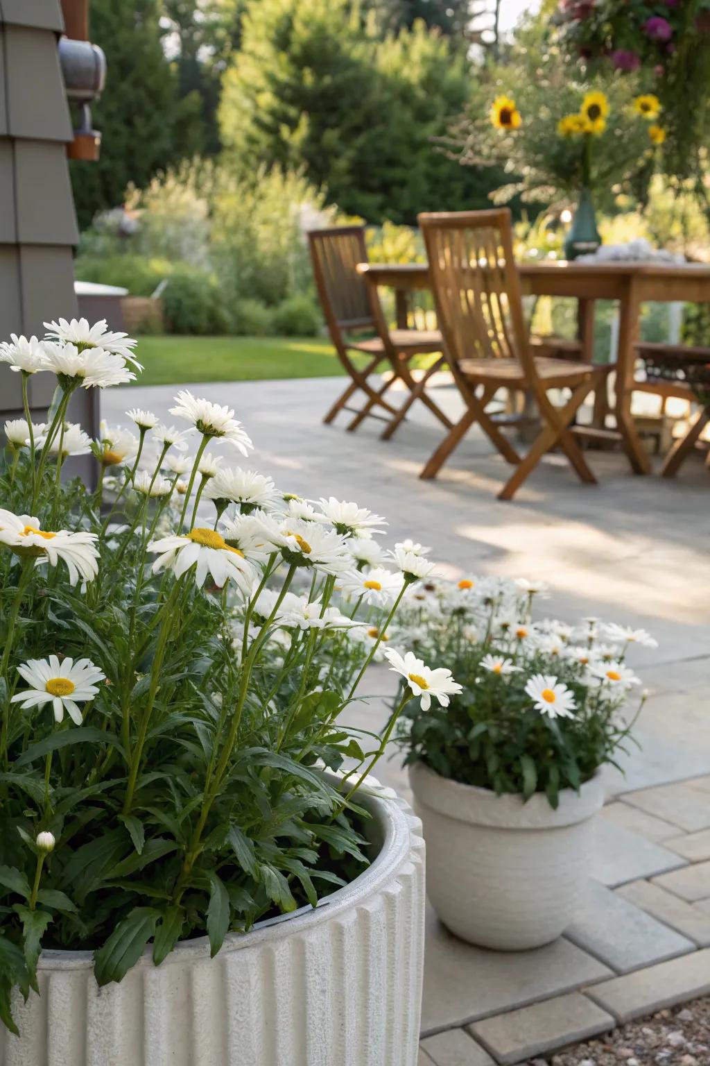 Portable charm: Shasta daisies thriving in container gardens.