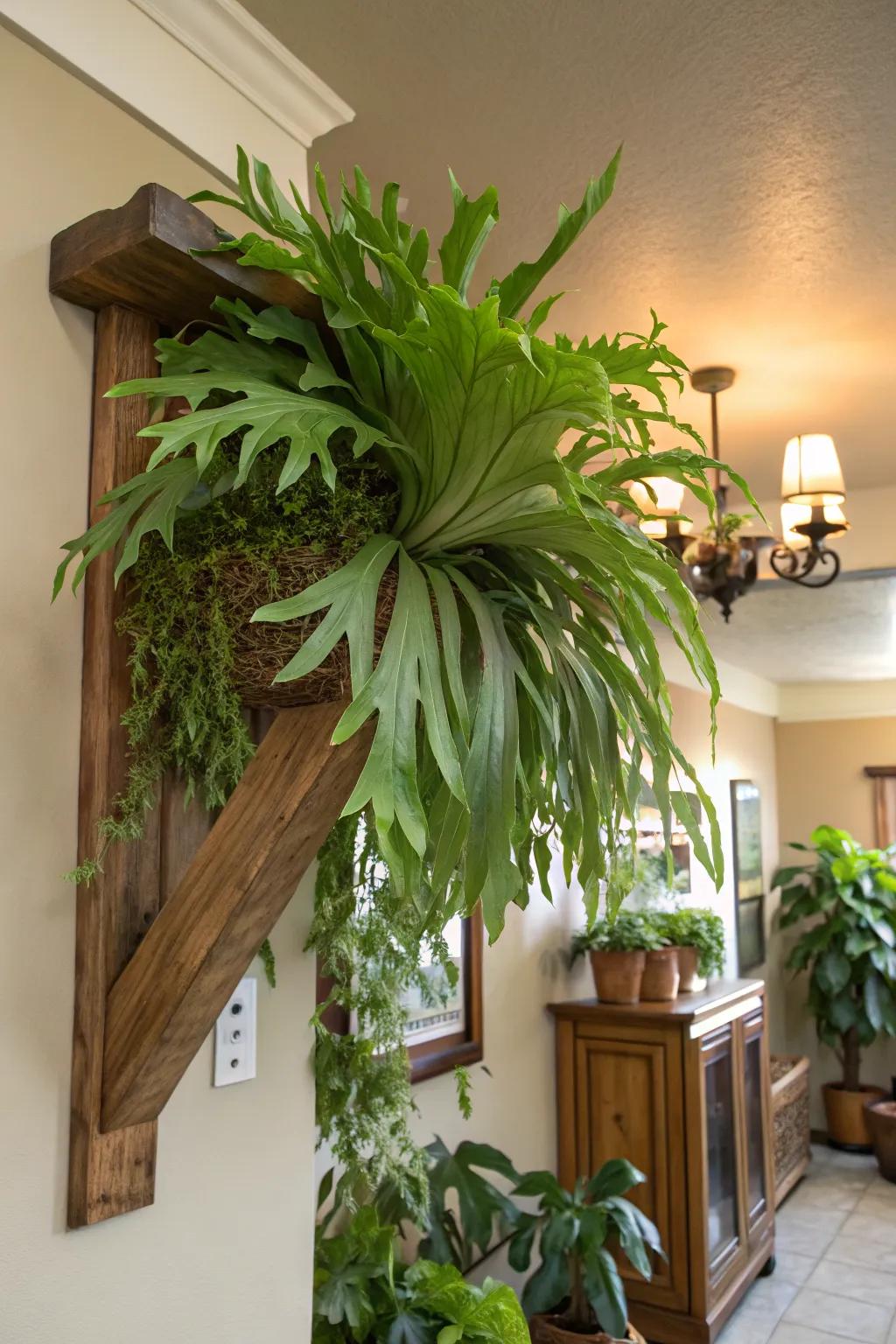 Transform an empty corner with a dramatic staghorn fern display.