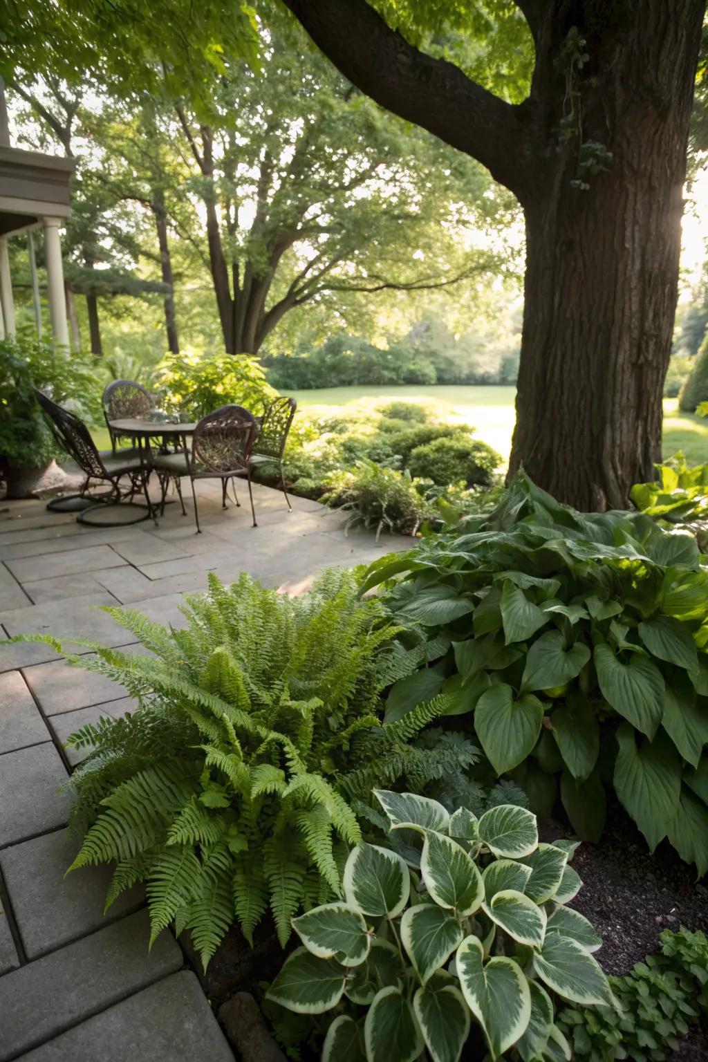 Shade-loving plants create a lush garden under the tree.