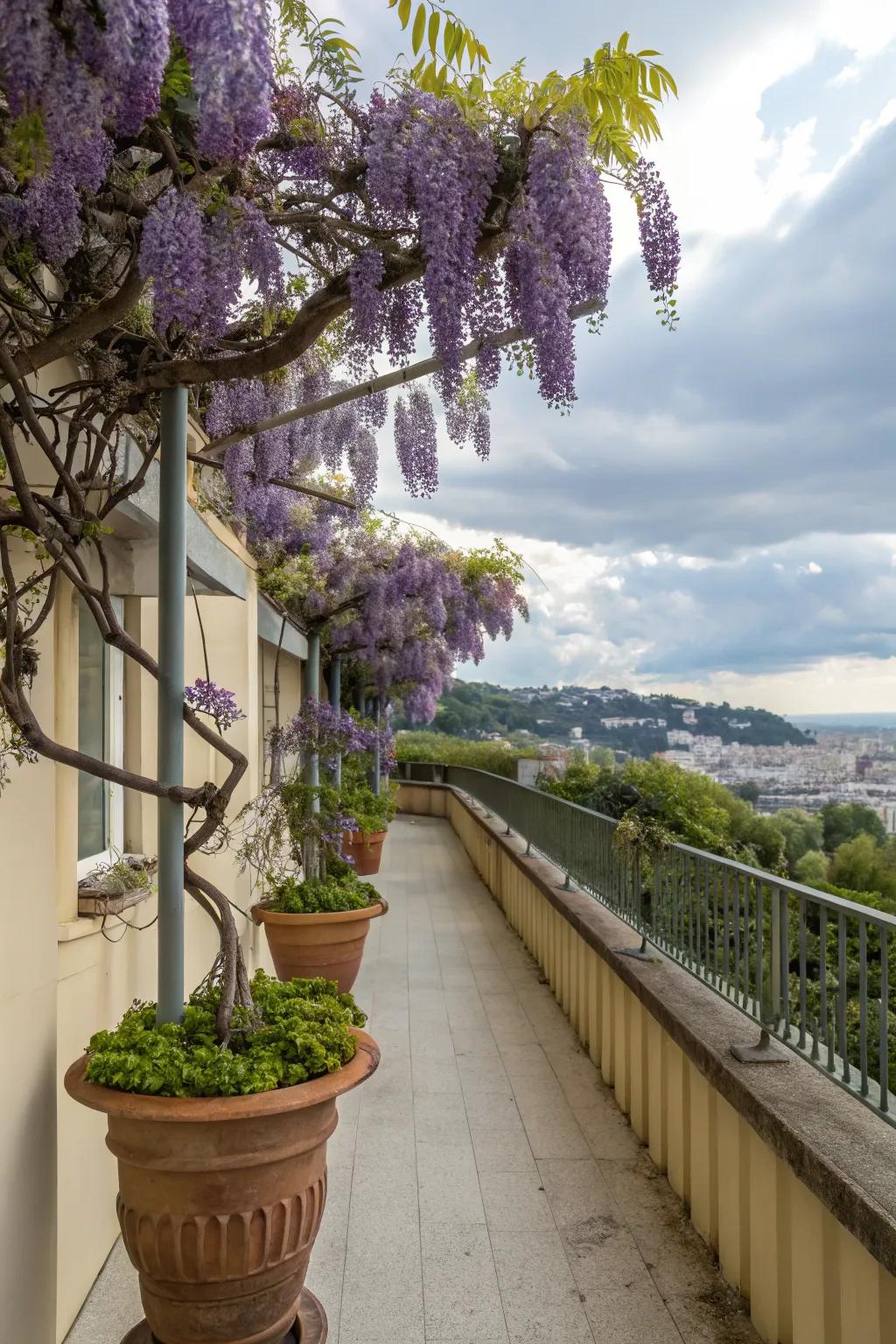 A balcony beautifully adorned with potted wisteria.