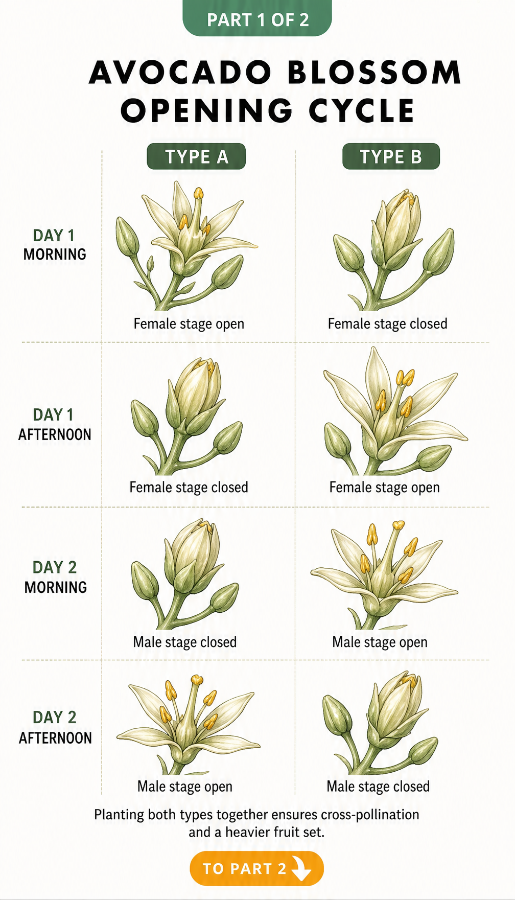 Illustration of the avocado blossom opening cycle showing Type A and Type B flowers over two days