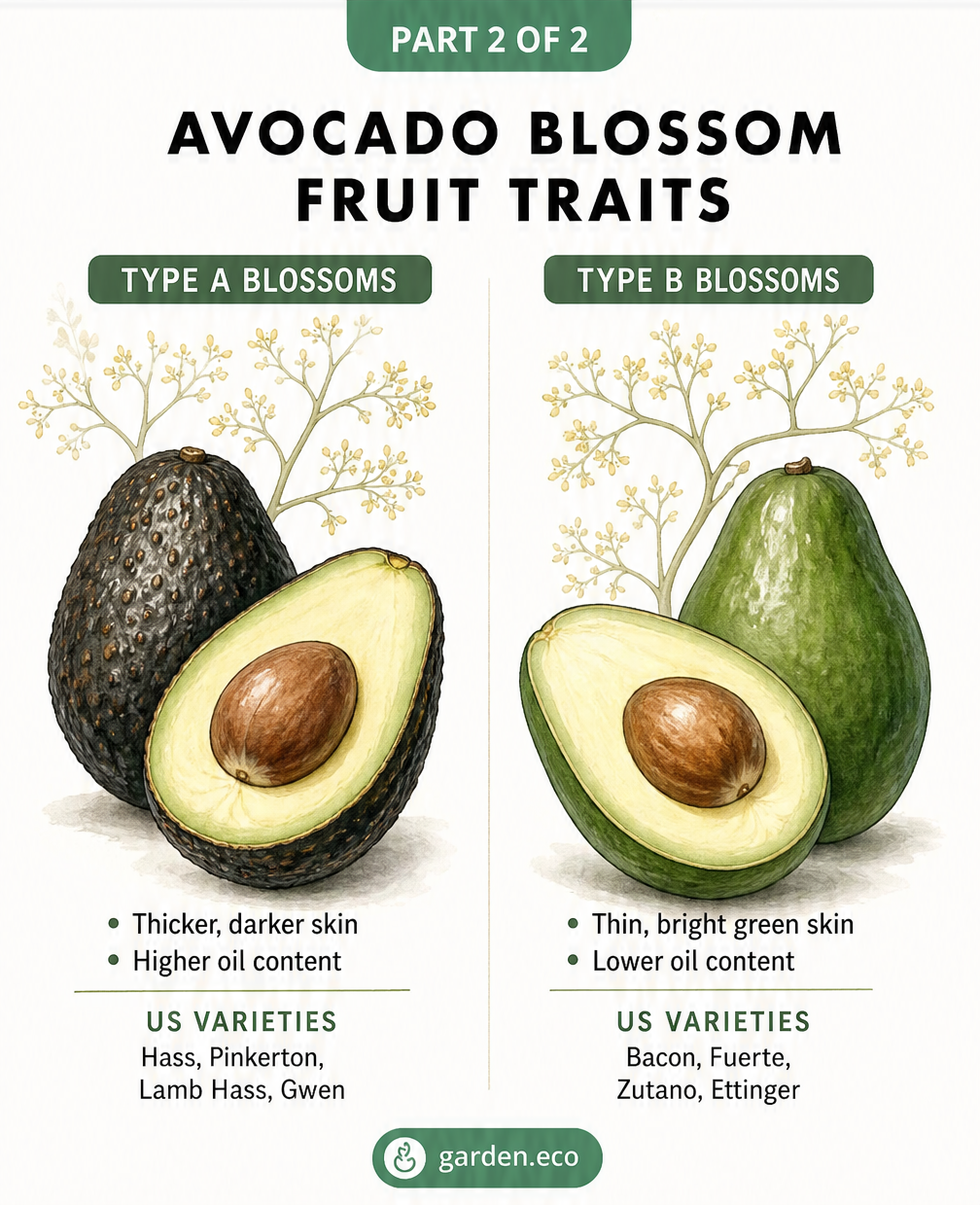 Illustration comparing Type A and Type B avocado fruit traits, including skin thickness and oil content