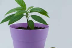 avocado-houseplant