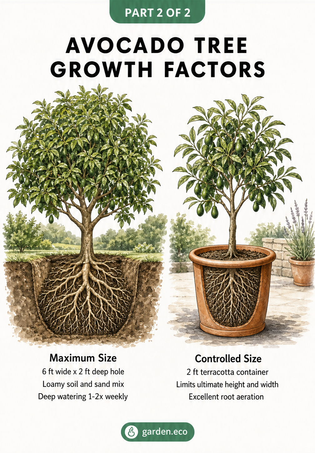 Cross-section illustration comparing an avocado tree planted in the ground versus one grown in a terracotta container.