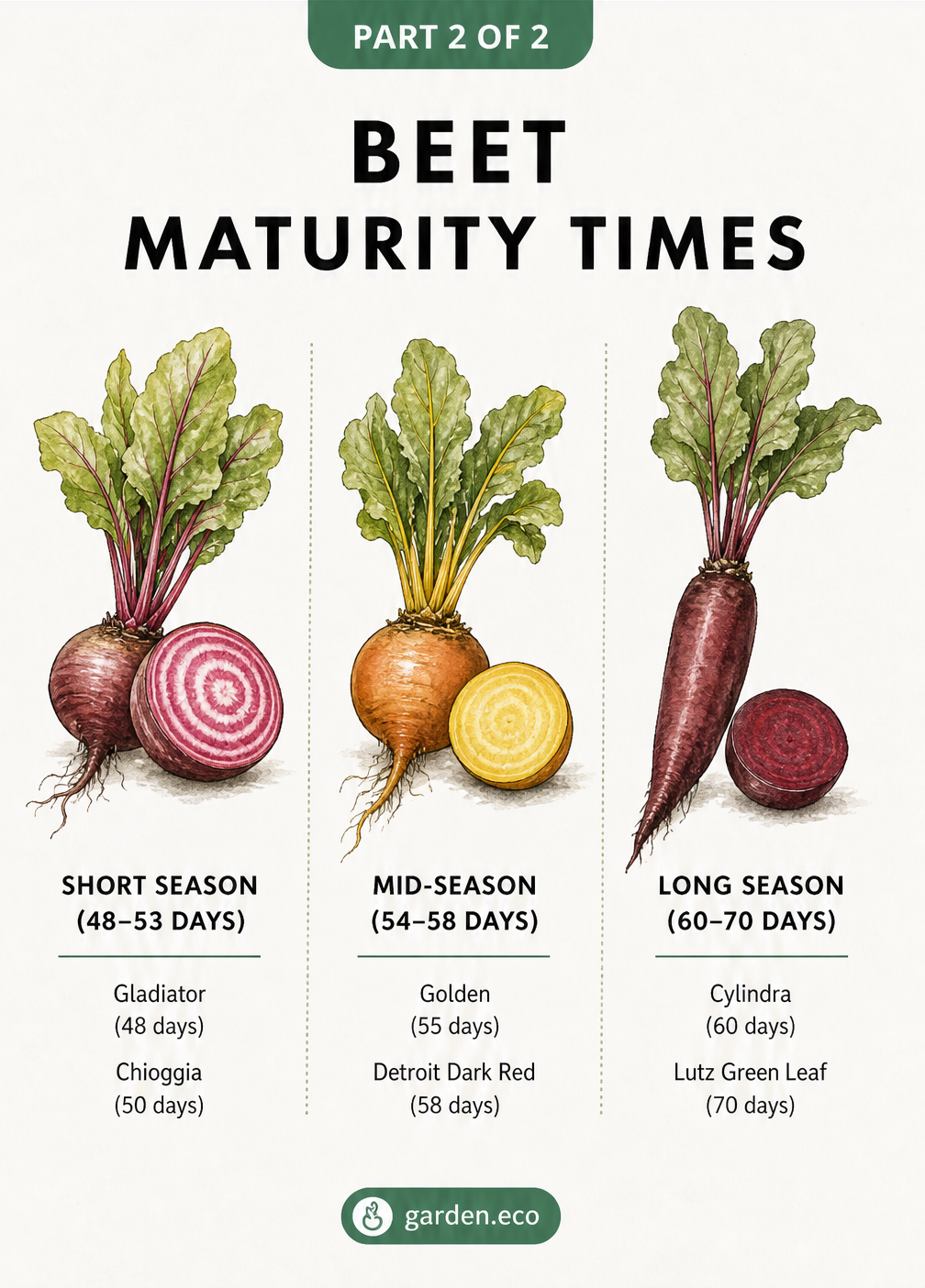 Botanical illustrations of striped, yellow, and elongated beets showing short, mid, and long season maturity times.