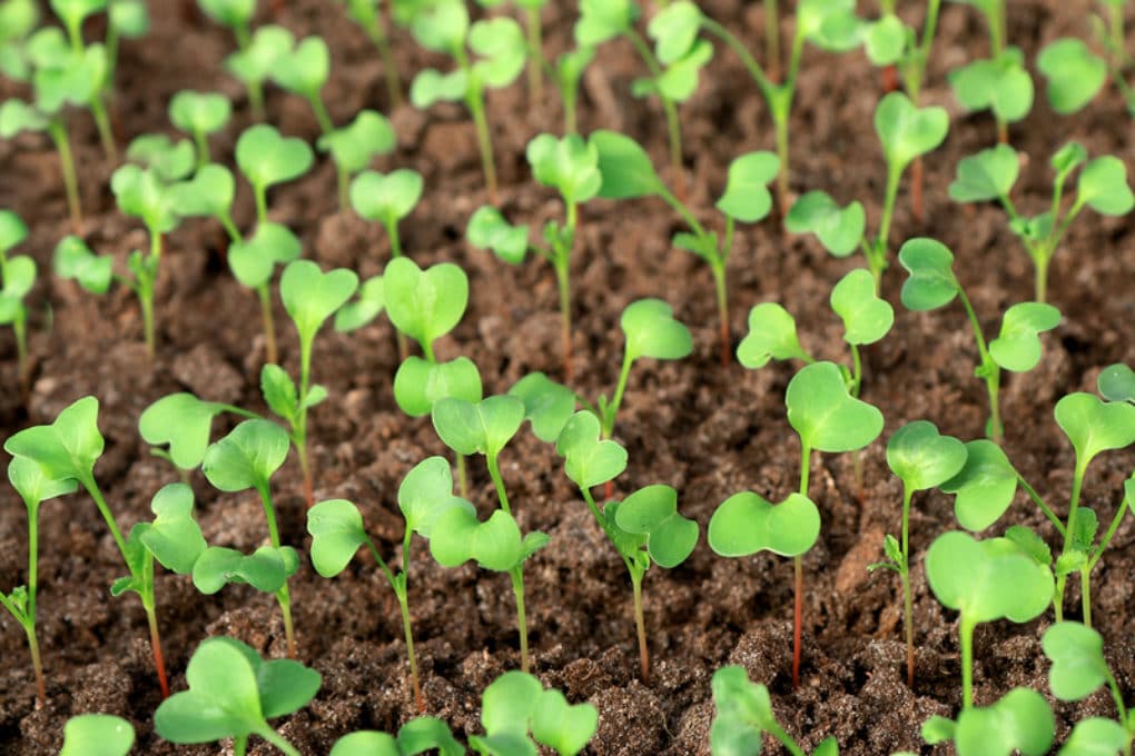 Germinating Your Radish Seeds » Top Tips on How