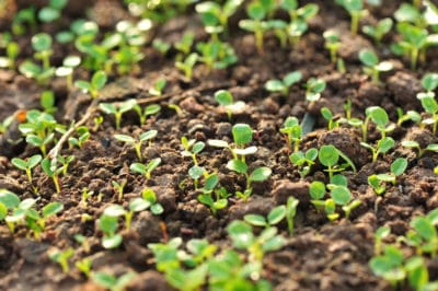 best-techniques-radish-seedlings