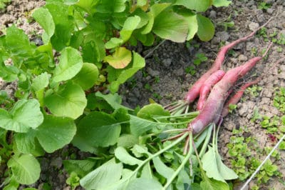 best-time-harvest-radishes