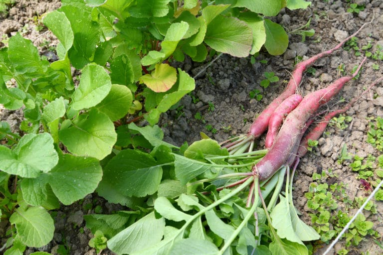 When to Harvest Your Radishes » Yes, Timing Matters