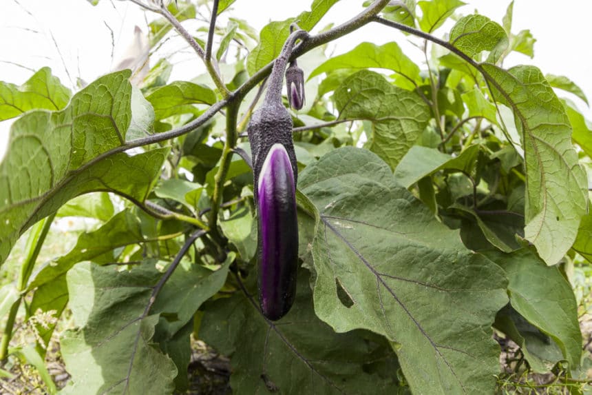 How Big Do Japanese Eggplant Get » Know the Facts