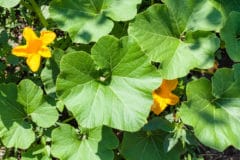 causes-discolored-squash-leaves