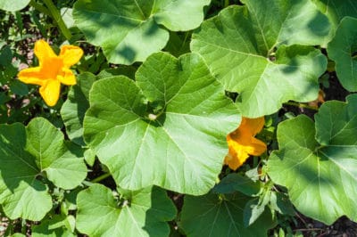 causes-discolored-squash-leaves