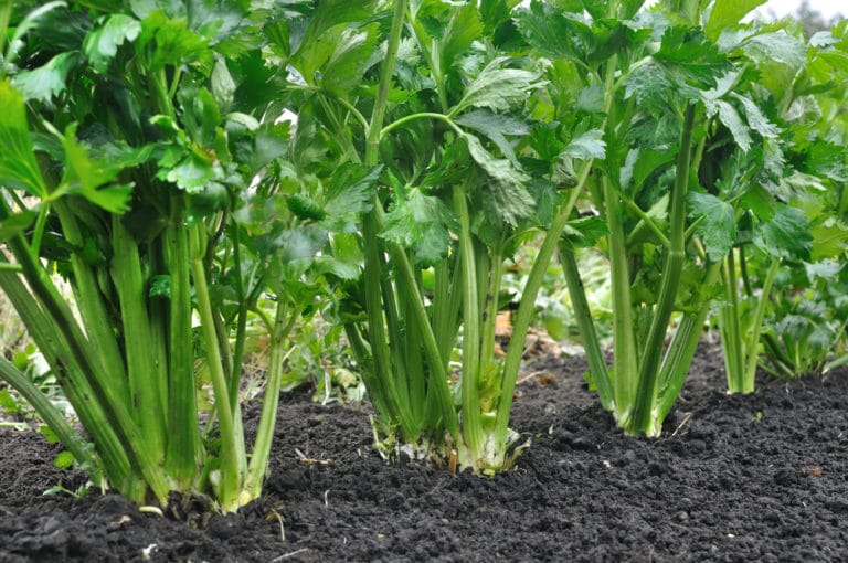 Where Does Celery Grow? » All the Tips for Success
