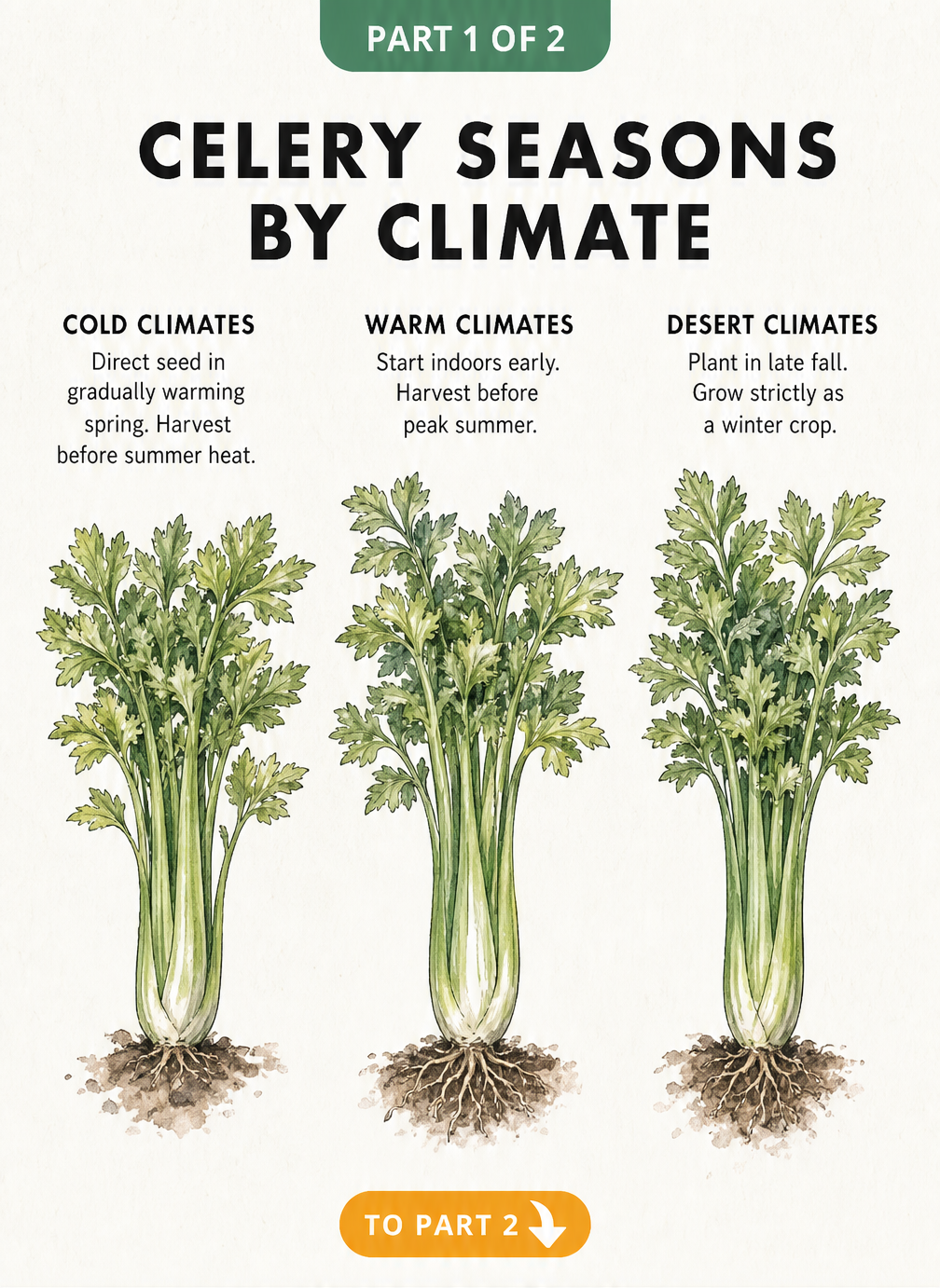 Botanical illustration showing celery planting and harvesting seasons for cold, warm, and desert climates.