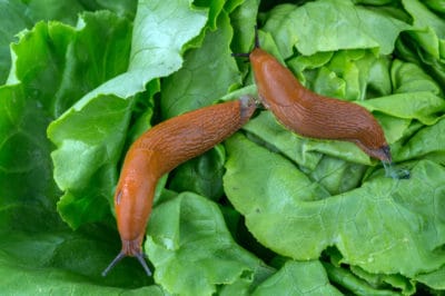 common-lettuce-bugs