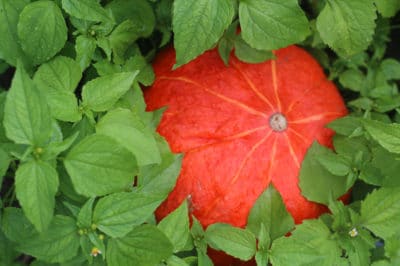 companion-planting-improve-pumpkin-patch