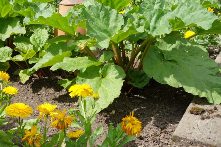 Rhubarb Companion Plants Getting to Know Their Friends