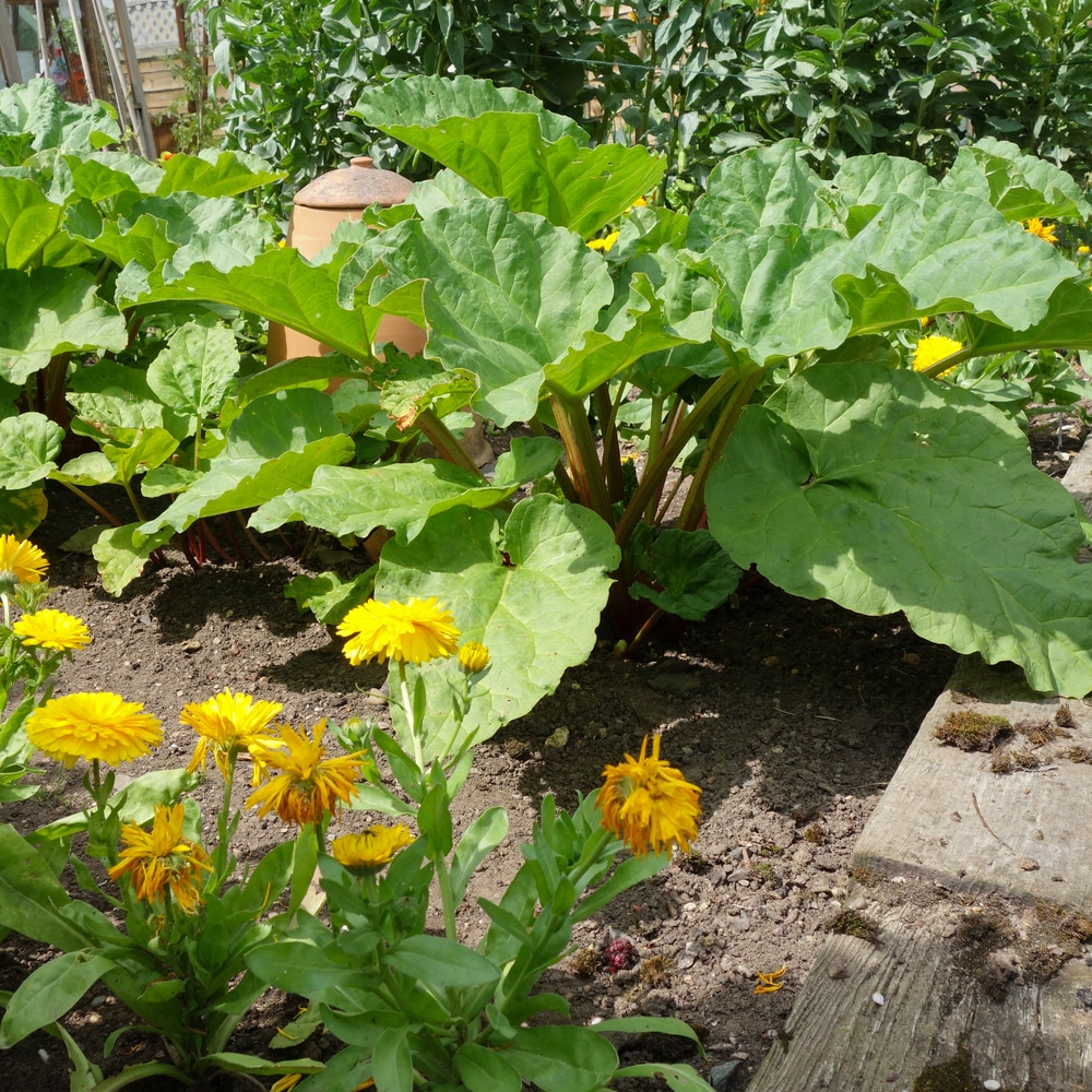 Image of Rhubarb and lettuce companion plant