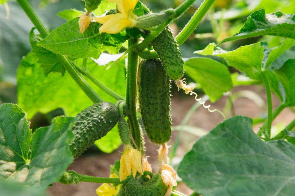 Cucumber Fertilizer » Top Tips to Feed Them Right