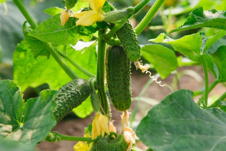 Cucumber Wilt » Why Are My Leaves so Droopy?