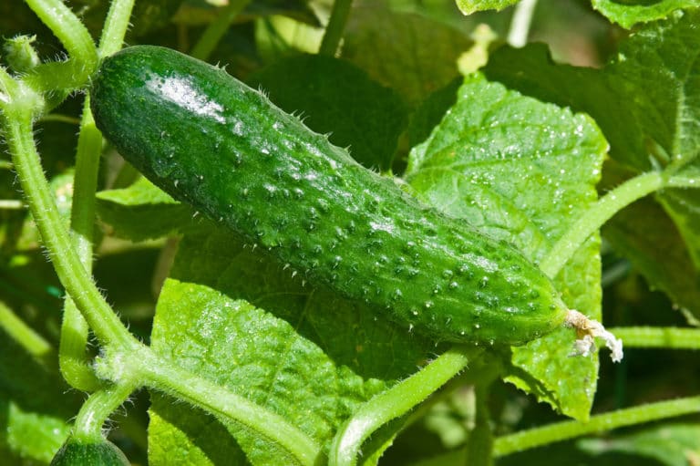 Powdery Mildew On Cucumbers Treatment and Prevention Garden.eco