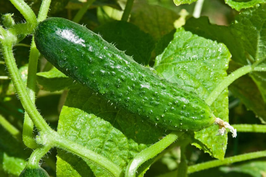 Climbing Cucumbers » All the Tips and Facts