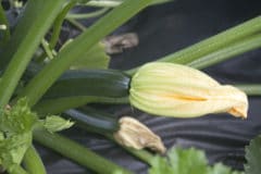 dealing-blossom-end-rot-zucchini