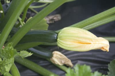 dealing-blossom-end-rot-zucchini