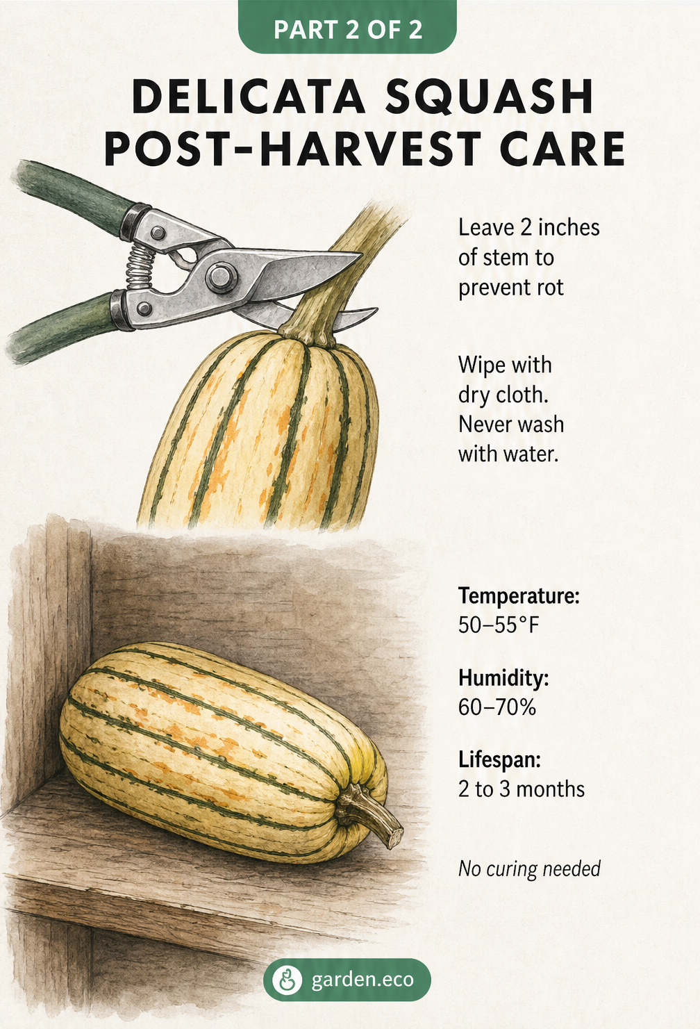 Illustration of delicata squash post-harvest care showing stem cutting and storage conditions like 50 to 55 degrees Fahrenheit.