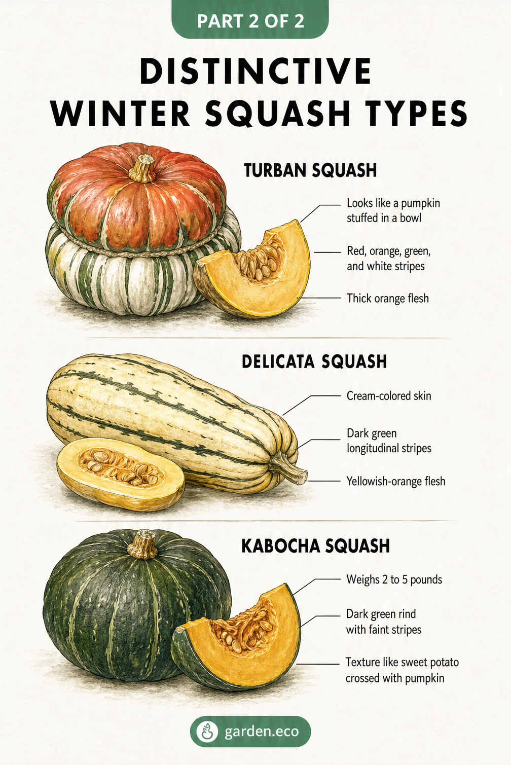 Botanical illustration showing three distinctive winter squash types: Turban, Delicata, and Kabocha, highlighting their skin and flesh characteristics.