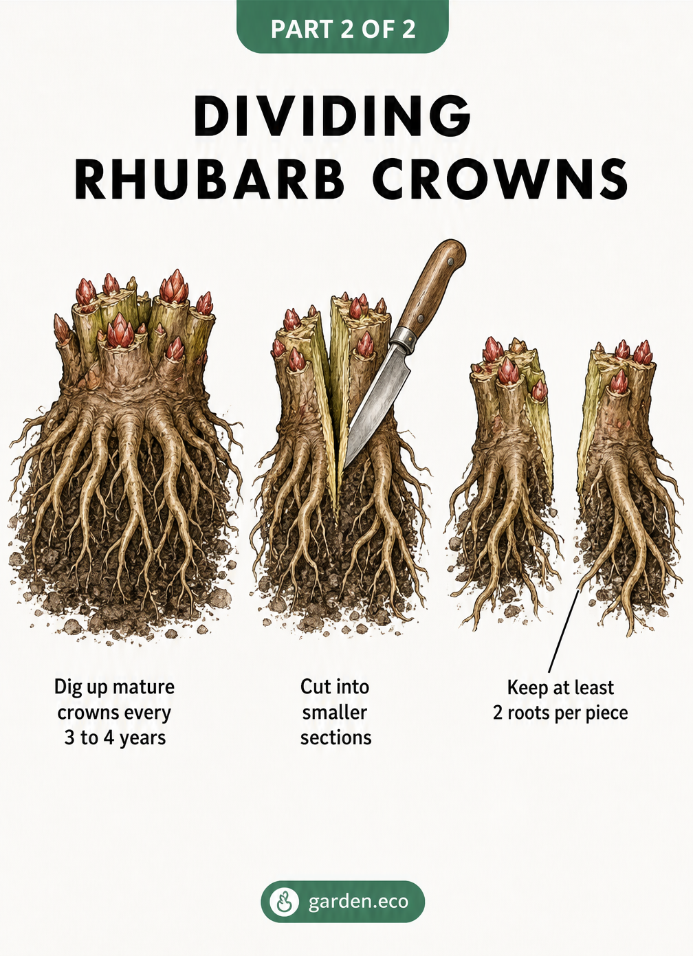 Three-step illustration showing how to dig up a mature rhubarb crown, cut it in half with a garden knife, and ensure each new piece has at least two roots.