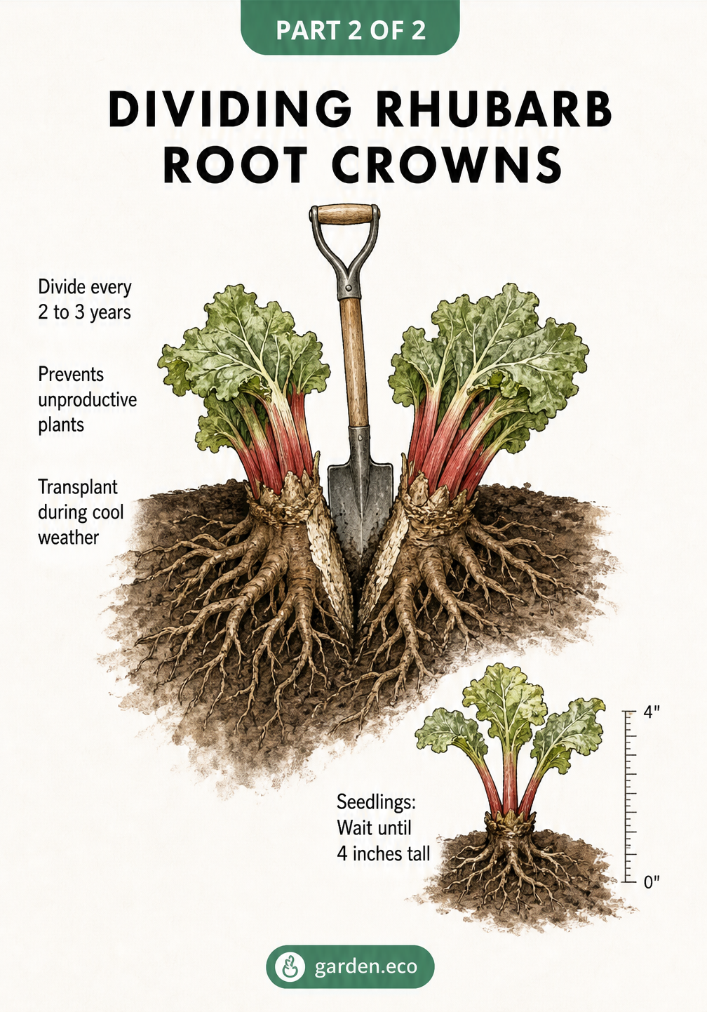 Illustration of a large rhubarb root crown being divided with a spade, alongside a small seedling