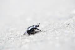 eggplant-flea-beetle