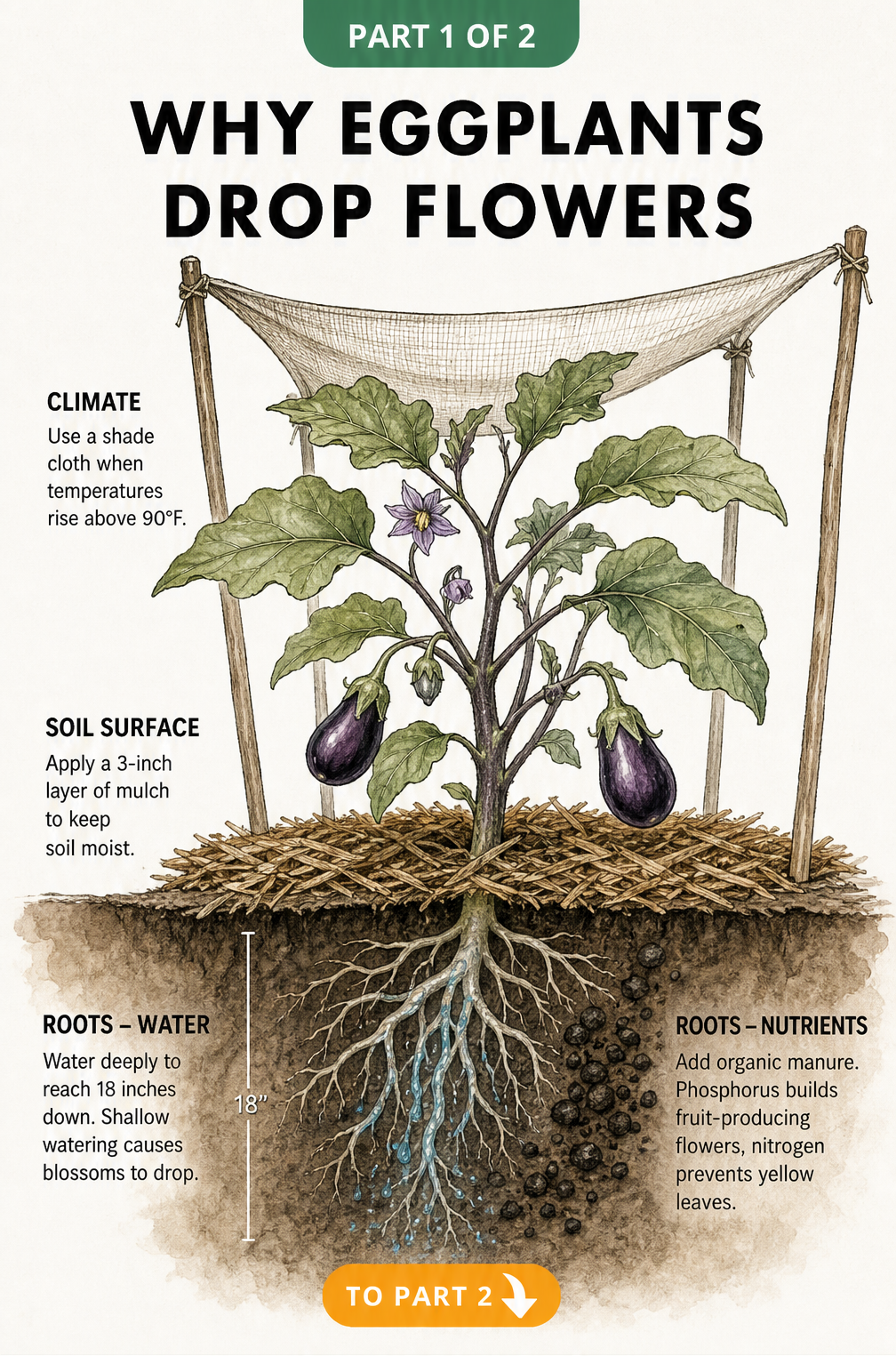 Botanical illustration showing eggplant care zones: shade cloth for heat, mulch for moisture, deep watering, and organic manure for nutrients.