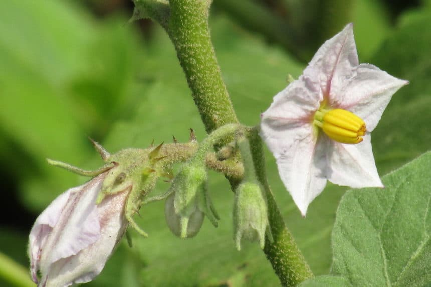 Papaya Plant With Flower
