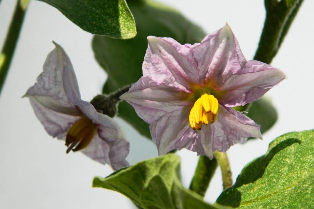 Do Eggplants Have Seeds and Can You Eat Them?