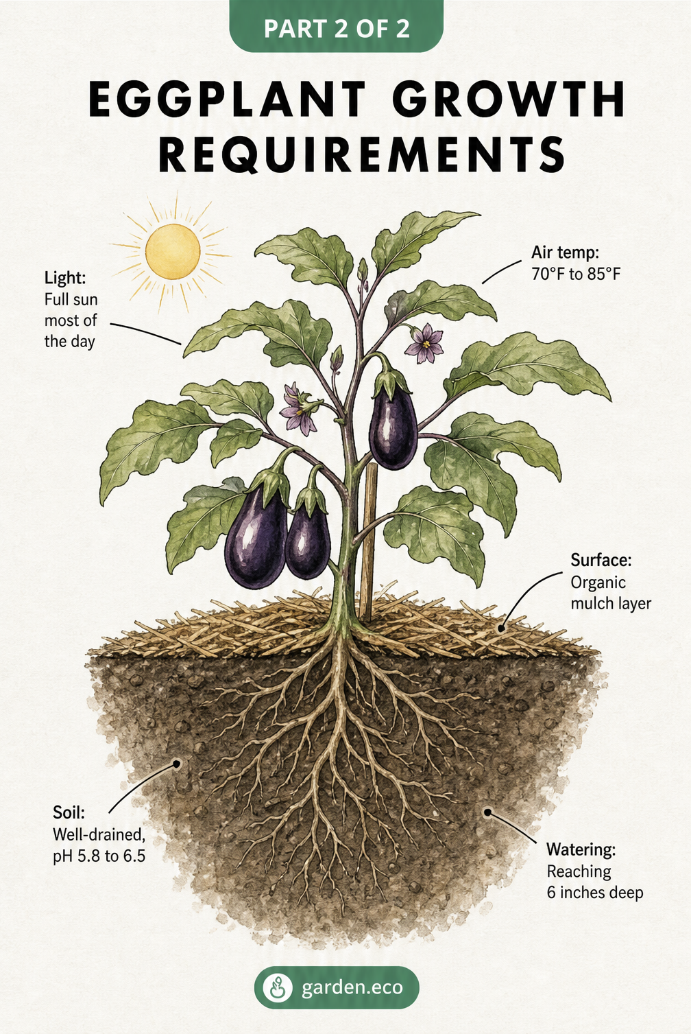 Cross-section illustration of an eggplant showing growth requirements like full sun, 70 to 85 degree temperatures, and well-drained soil.