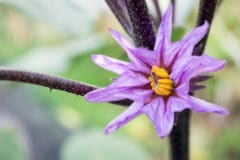 eggplant-pollination