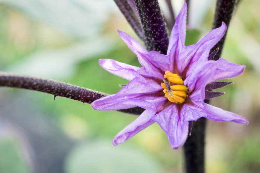 Eggplant Pollination » How to Help Mother Nature Do the Work